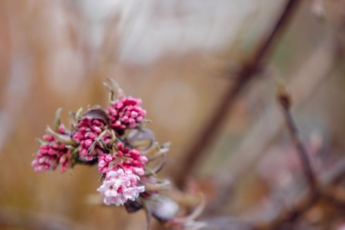 Free A close-up of pink Viburnum x bodnantense blossoms, showcasing nature's beauty. Stock Photo