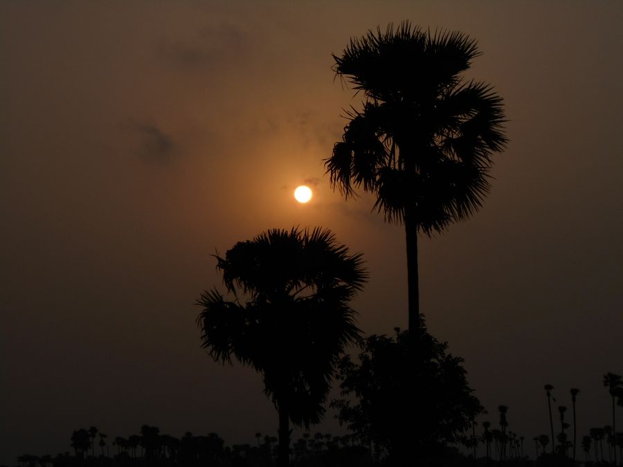 Tampa Bay sunset palm silhouettes — what Ironwood Tree Co. maintains