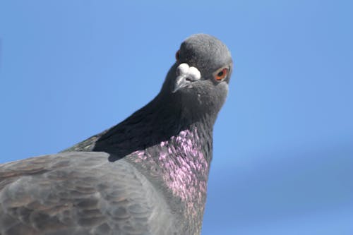 Free stock photo of pigeon, pigeons