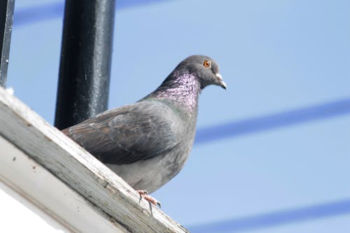 Free stock photo of pigeon