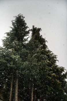 Vertical shot of evergreen trees covered with snowflakes falling from a cloudy sky during winter.