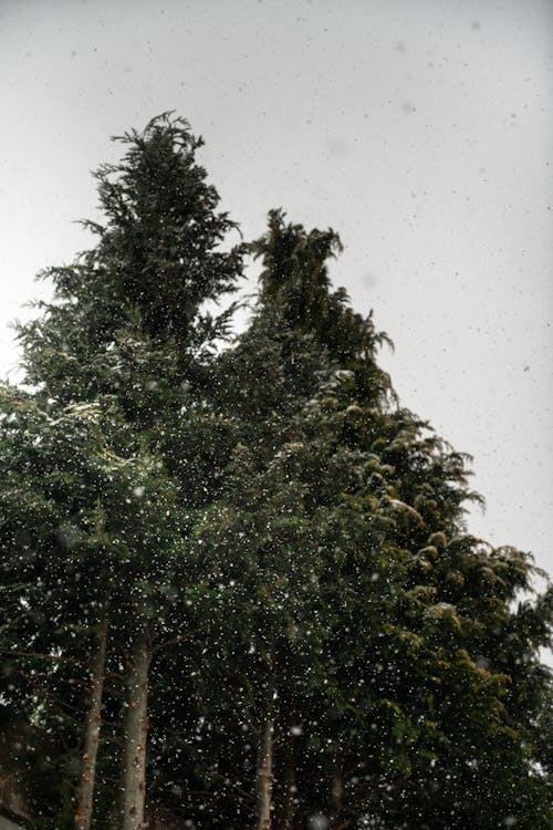 下雪, 低角度拍攝, 冬季 的 免费素材图片