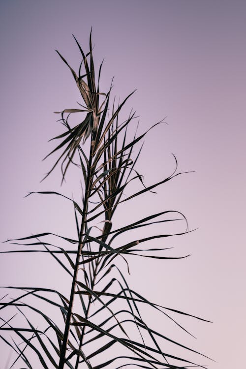 Free Gratis stockfoto met bamboe, blad, bloemen Stock Photo