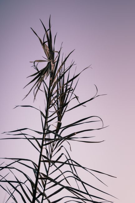 A serene close-up of dried palm leaves silhouetted against a pastel sunset sky.