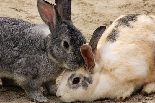 Charming close-up of two rabbits nuzzling on sandy ground, showcasing animal affection.