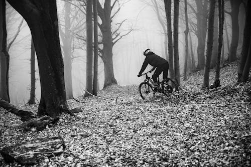A Mountain Biker Riding in the Forest