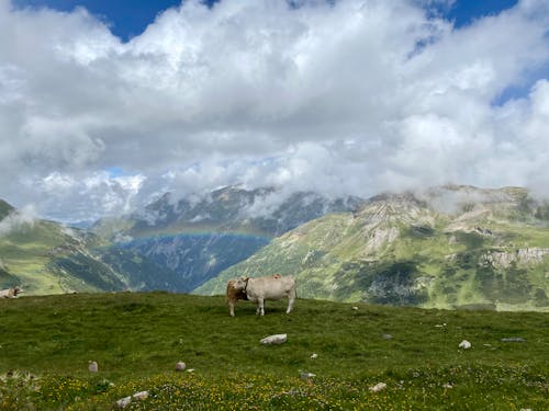 Ingyenes stockfotó felhők, hegyek, legelő témában