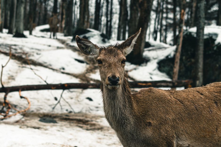 Have You Been to Omega Park? Ottawa's Wild Backyard Is Worth the Drive to Montebello