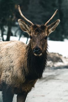Close-up of an elk standing on snow-covered ground in Montebello, Quebec, showcasing its majesty.