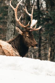 A close-up portrait of a Rocky Mountain elk resting in the snowy woods of Montebello, Quebec.