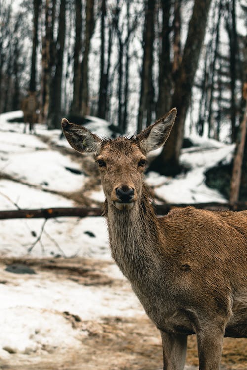 Close-Up Shot of a Deer