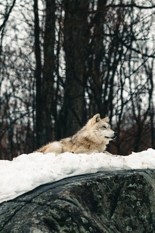 Photos gratuites de animal, canin, faune