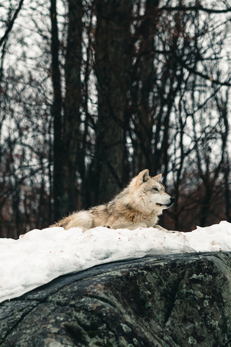 A Wolf On The Snow 