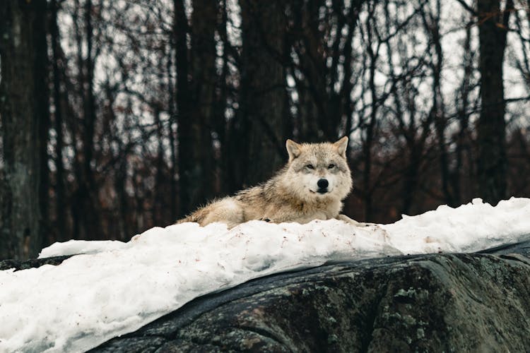 A Wolf On The Snow 