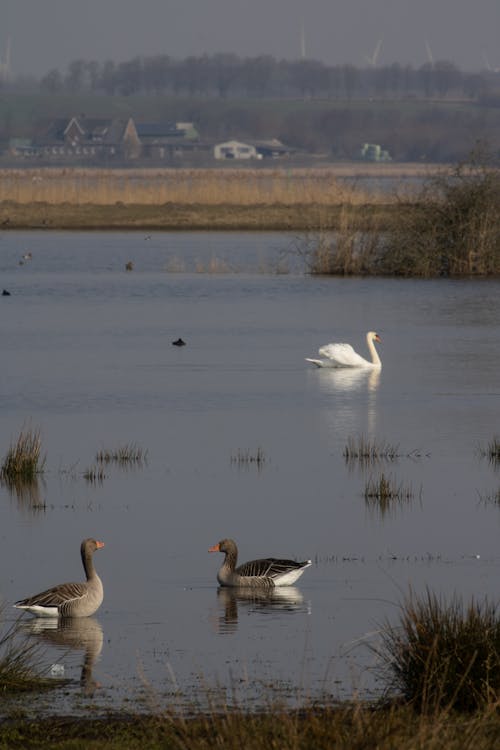 Greylag Gooses and a Swan at a Lake