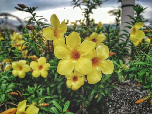 Gratis lagerfoto af gul, gul blomst, have