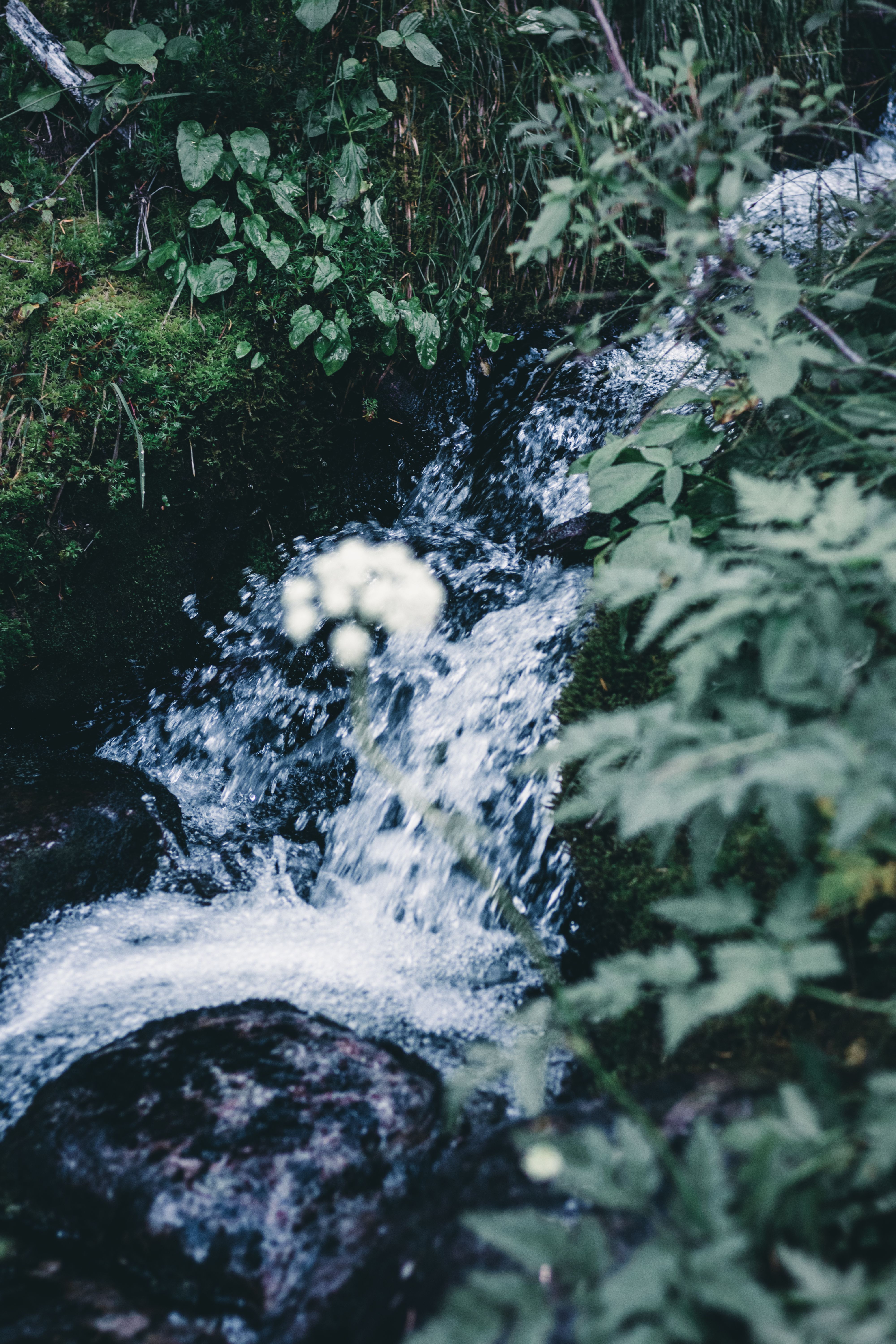 A Close-Up Shot of a Stream in the Forest · Free Stock Photo
