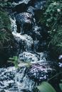 Water Falls in the Forest