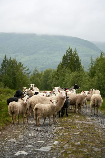 3. Sheep: More Than Just Wool 3. Sheep: More Than Just Wool