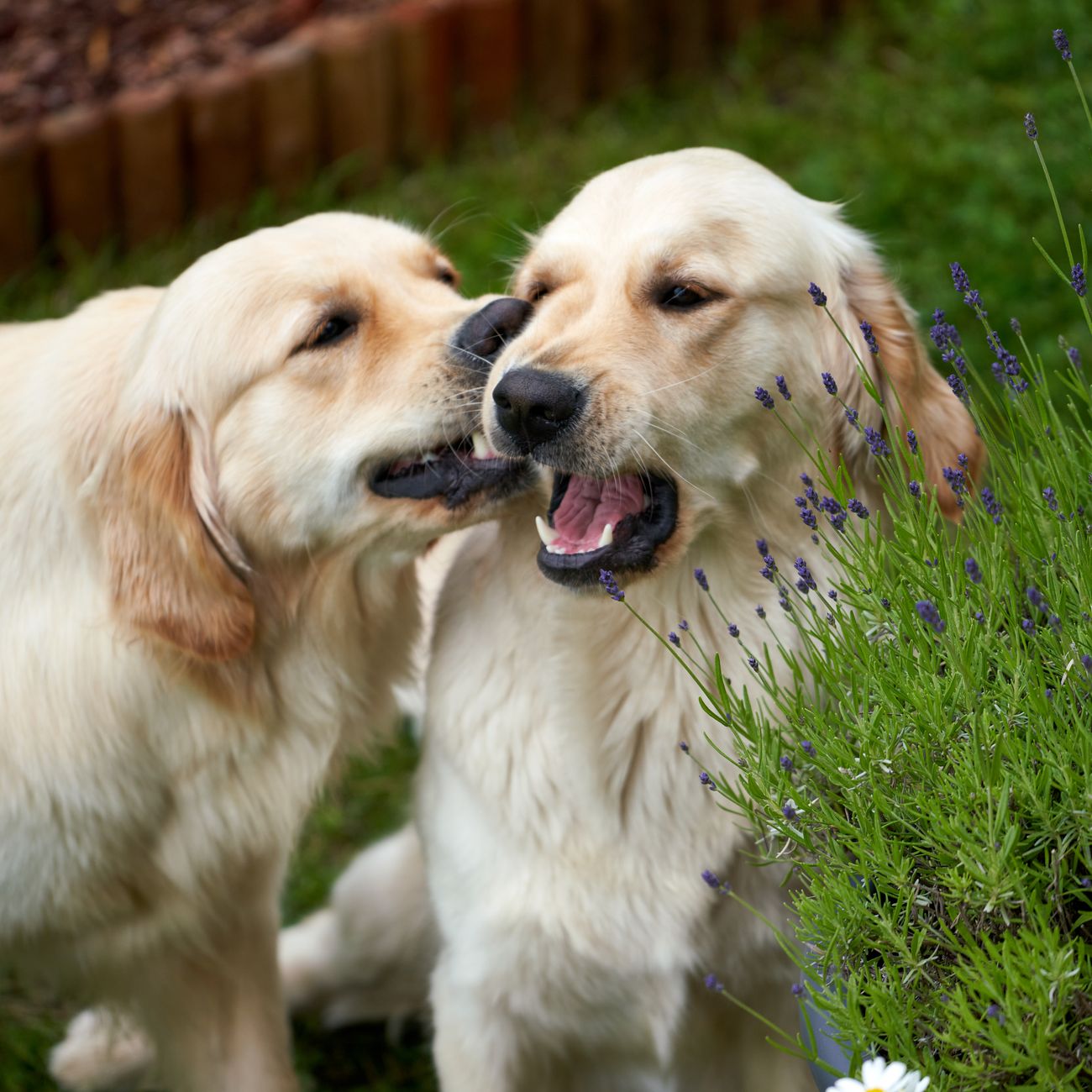 Golden retrievers in garden