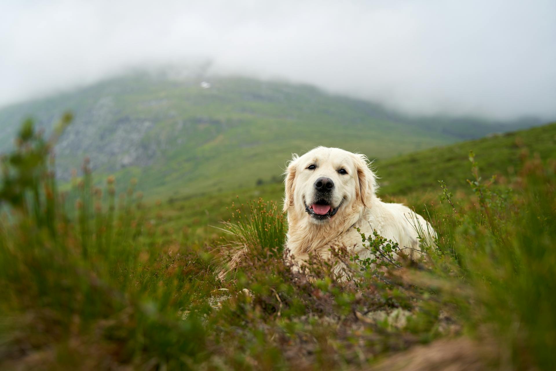 Dog Lying on Mountain Area