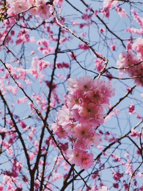 Close-up of delicate cherry blossoms in full bloom on a sunny spring day.