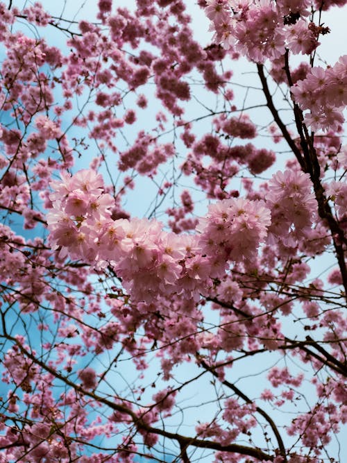 Foto d'estoc gratuïta de bonic, branques d'arbre, cel blau