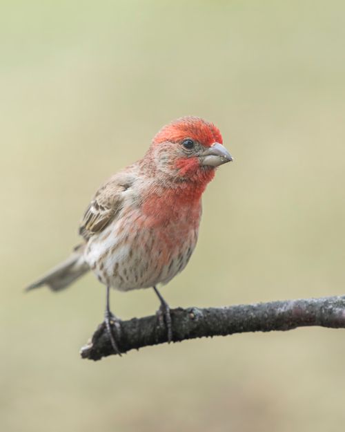 Free Detailed photo of a colorful male house finch perched on a branch. Stock Photo