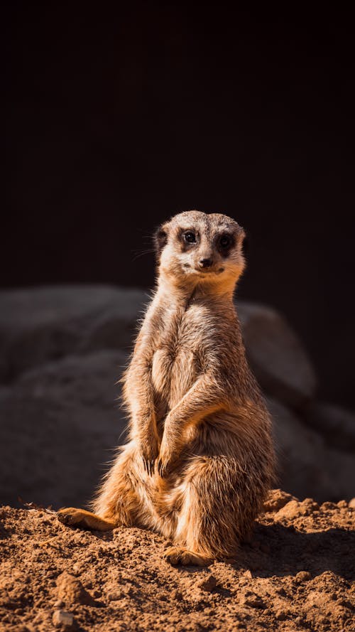 A Meerkat Sitting on the Sand