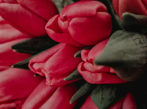 Free Red Tulips in Bloom Stock Photo