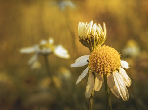 A Chamomile Disk Flowers in Close-up Shot