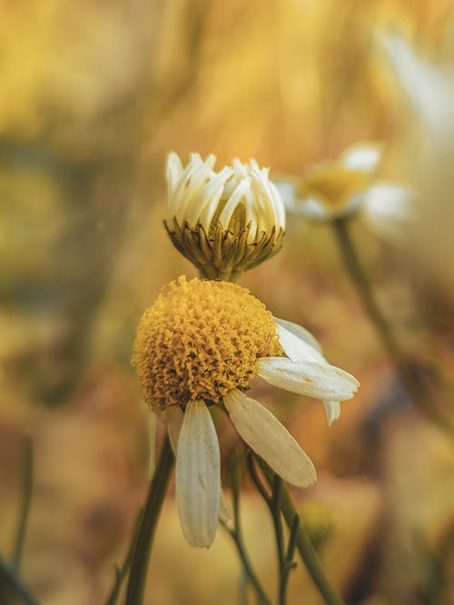 Yellow Pollen on a Wilting Daisy Flower 