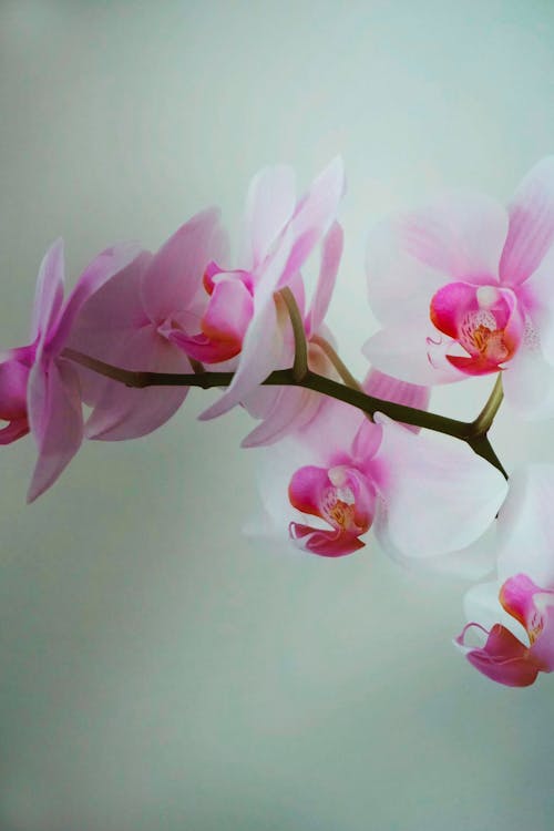 Free An Orchid Flowers in Full Bloom Stock Photo