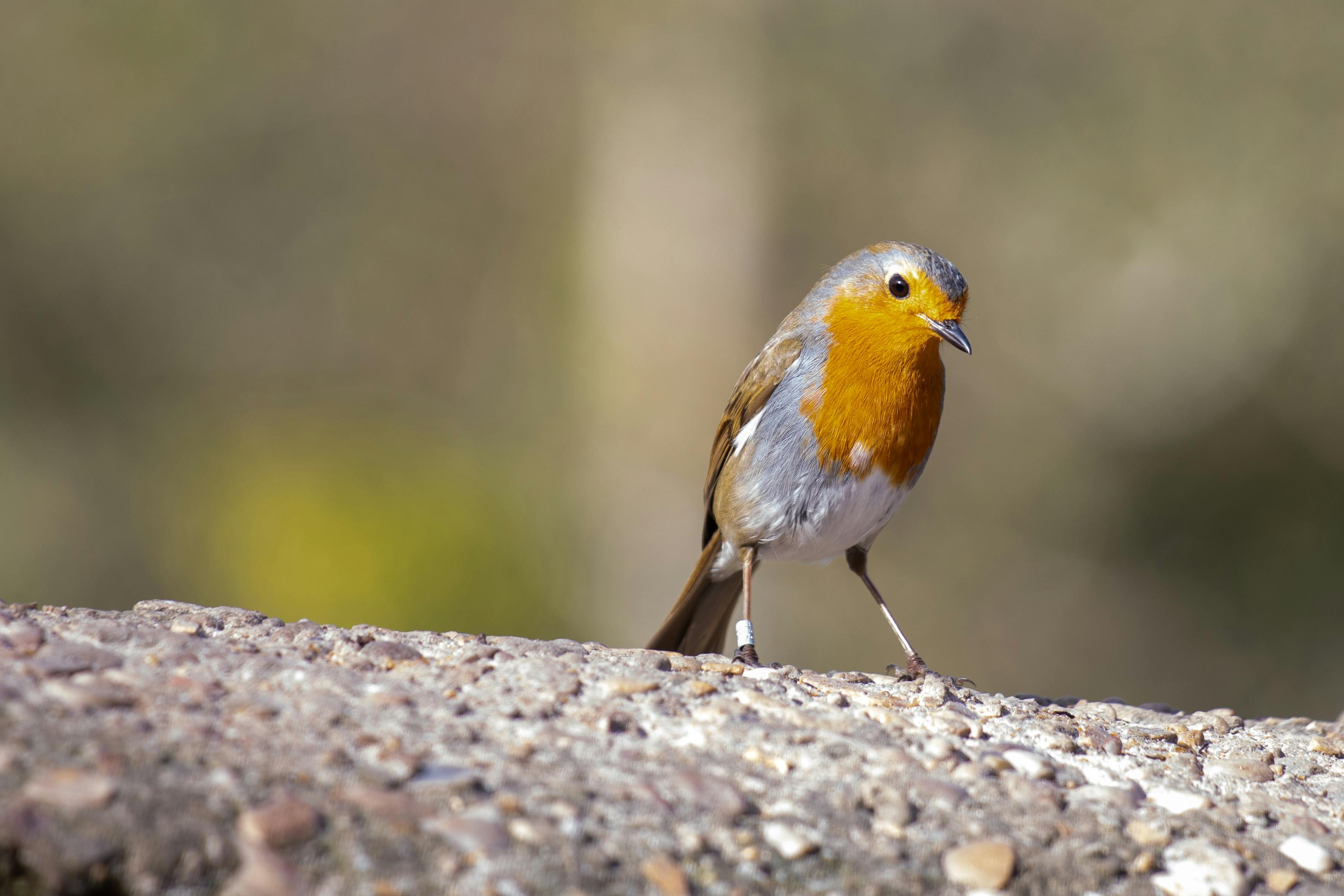 A Bird on the Rock · Free Stock Photo