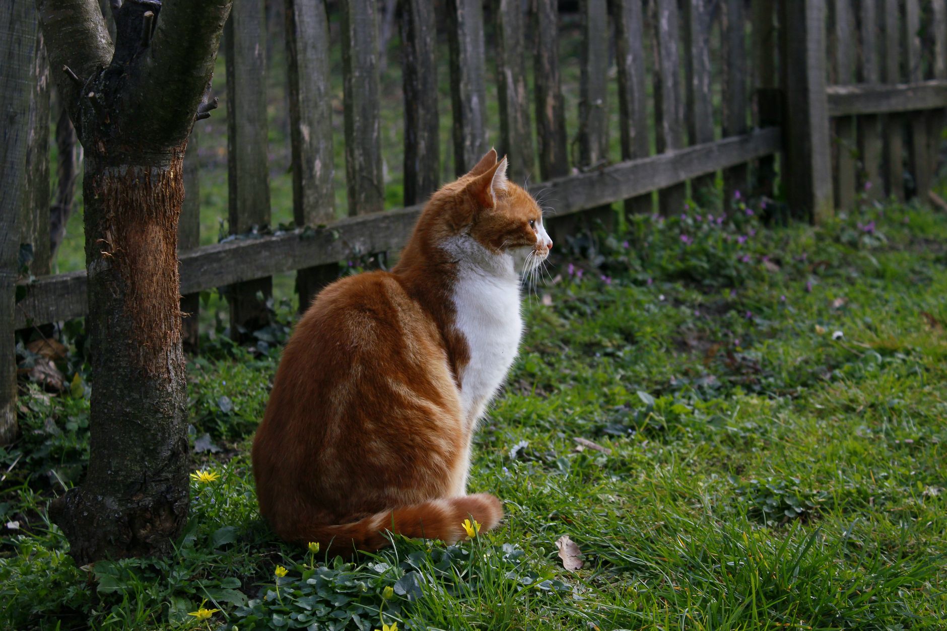 The cat who ignores you