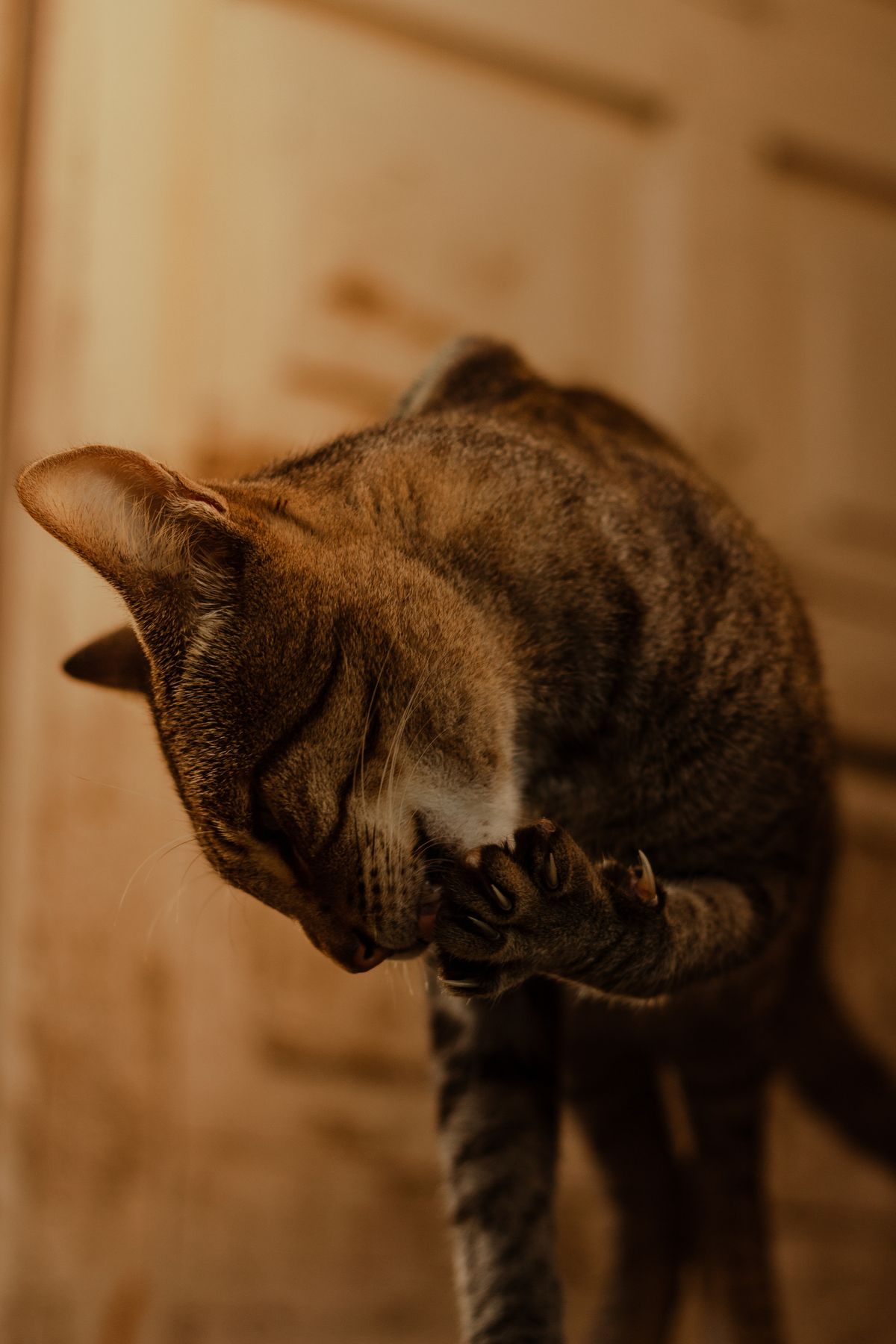 Des « grains de riz » près de l'anus du chat : comprendre le ténia et les bons gestes