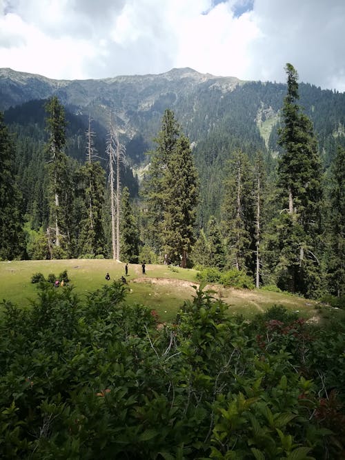 A Green Trees Near the Mountain Under the White Clouds