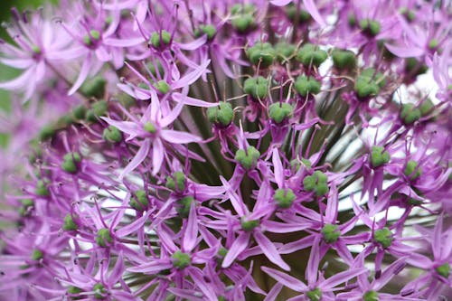 Fotos de stock gratuitas de flores, Flores moradas, flores violetas