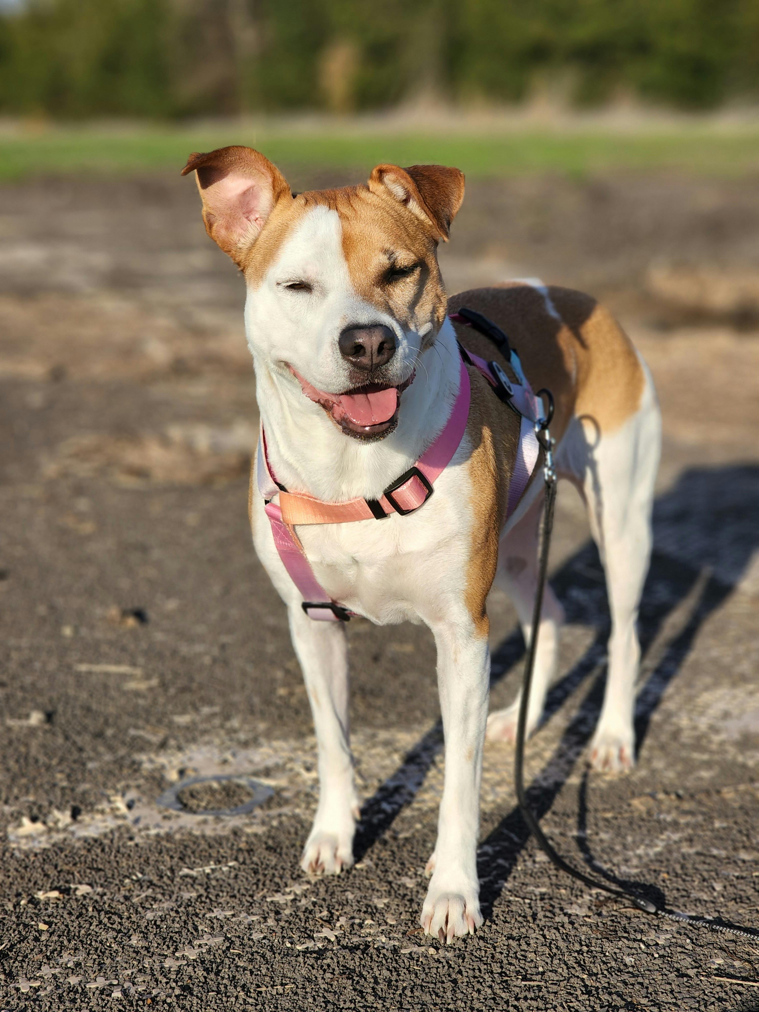 dog leash ground