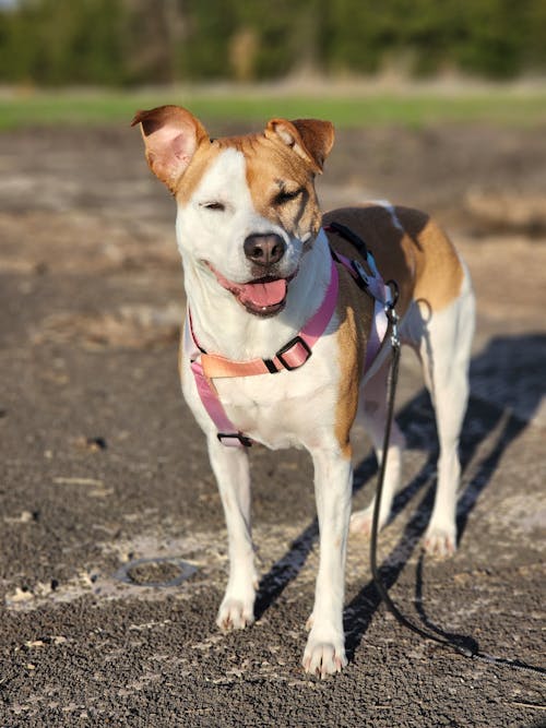 Fotos de stock gratuitas de animal domestico, canidae, canino