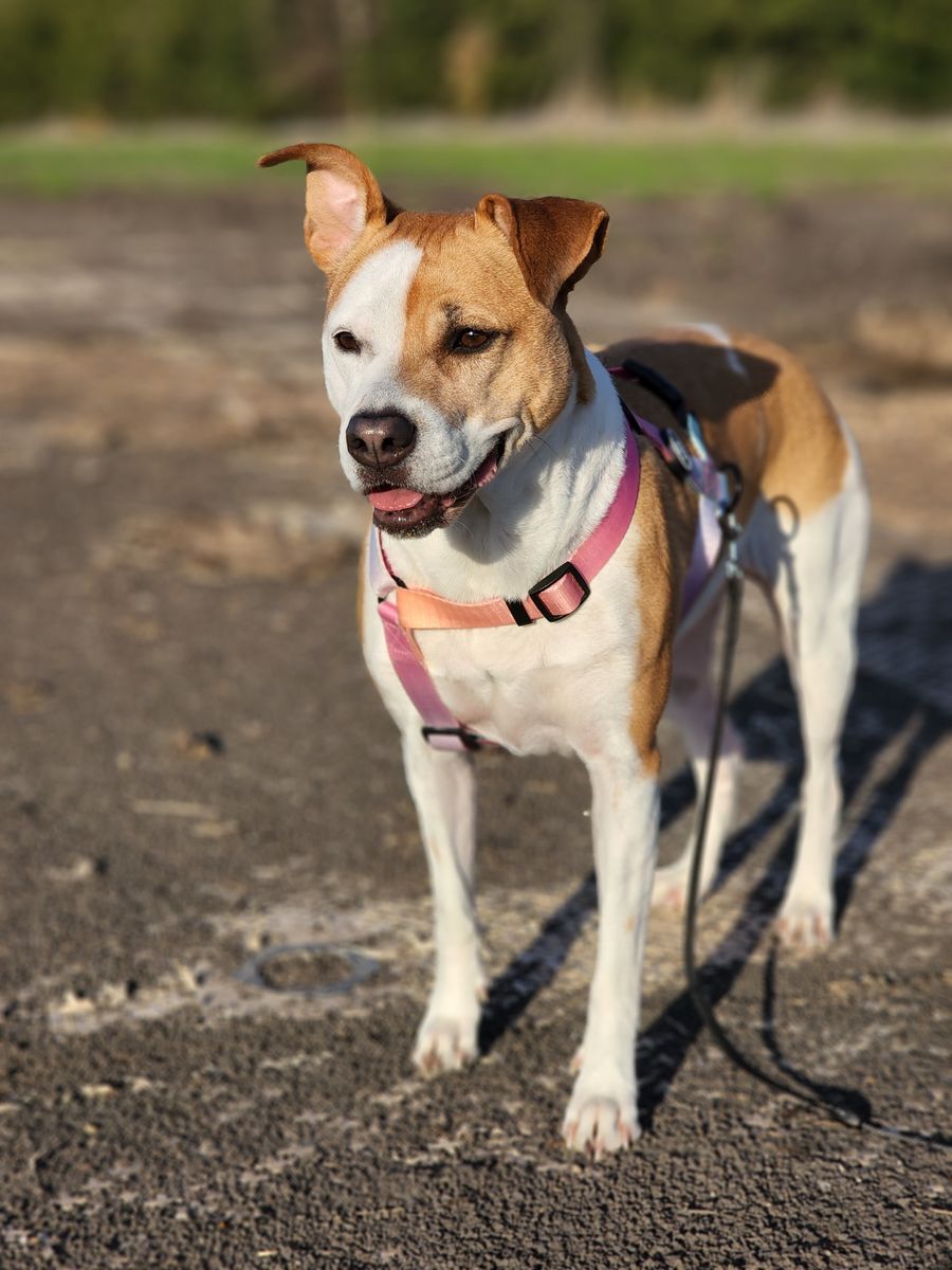 American Staffordshire Terrier wearing a harness outdoors