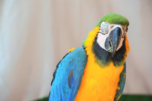 Free stock photo of beautiful, color, macaw