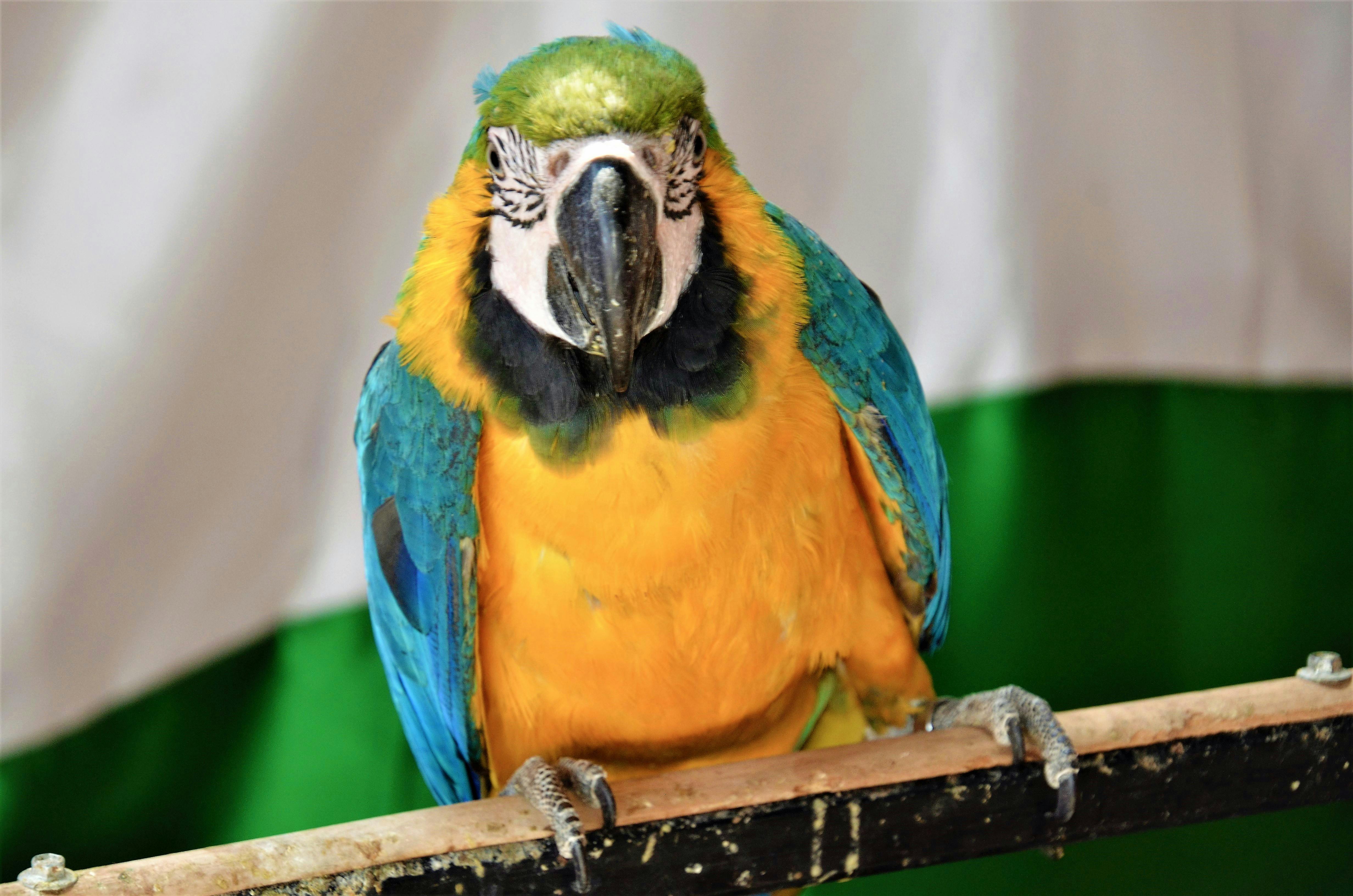 Free stock photo of beautiful, color, macaw