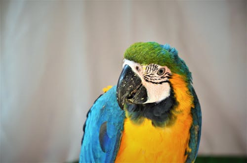 Free stock photo of beautiful, color, macaw