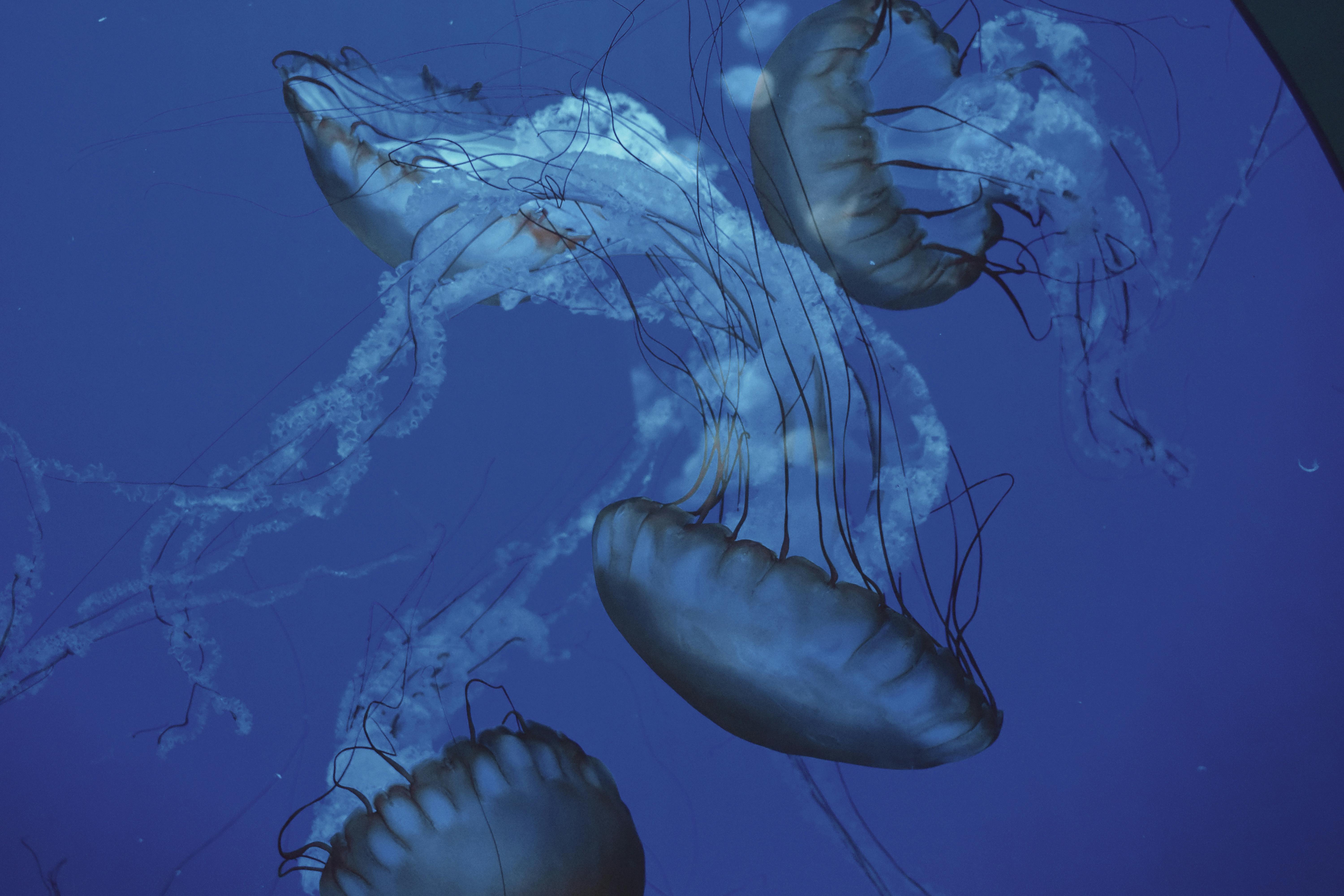 Découvrez la mer d’étoiles aux Maldives : un spectacle féerique à Vaadhoo