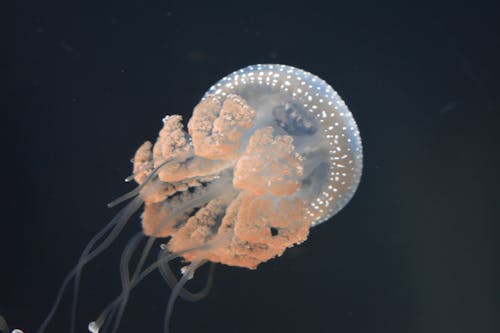 Close-up Of a Jellyfish