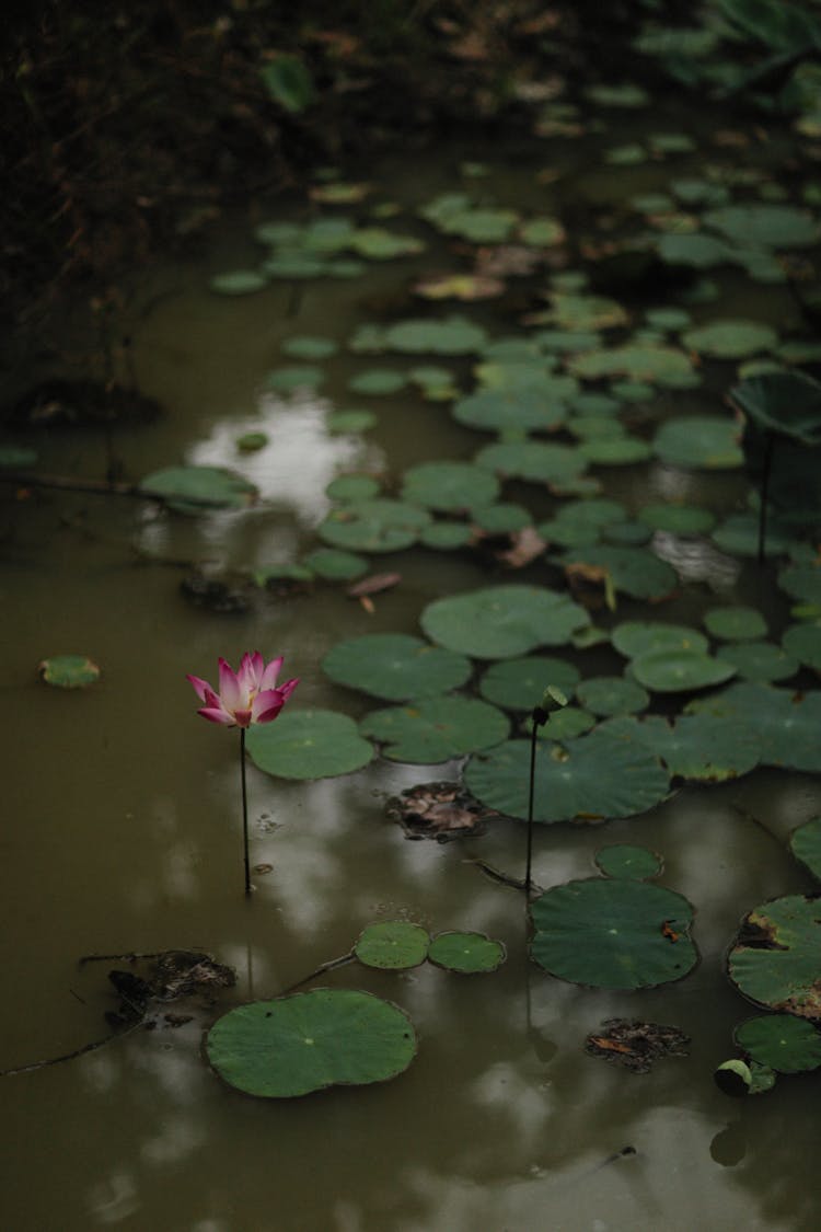 Lotus Flower In Dirty Water