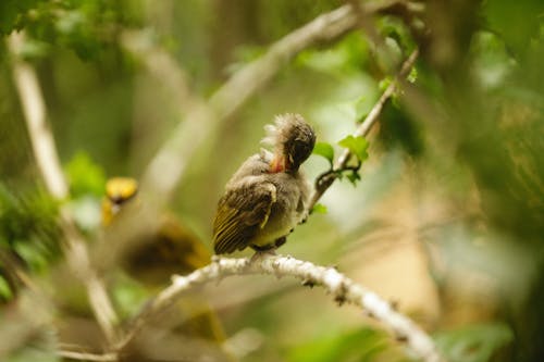 Bird Perched on a Branch