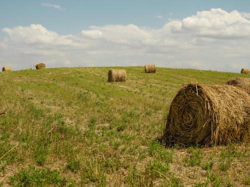 干草卷, 景觀, 草地 的 免费素材图片