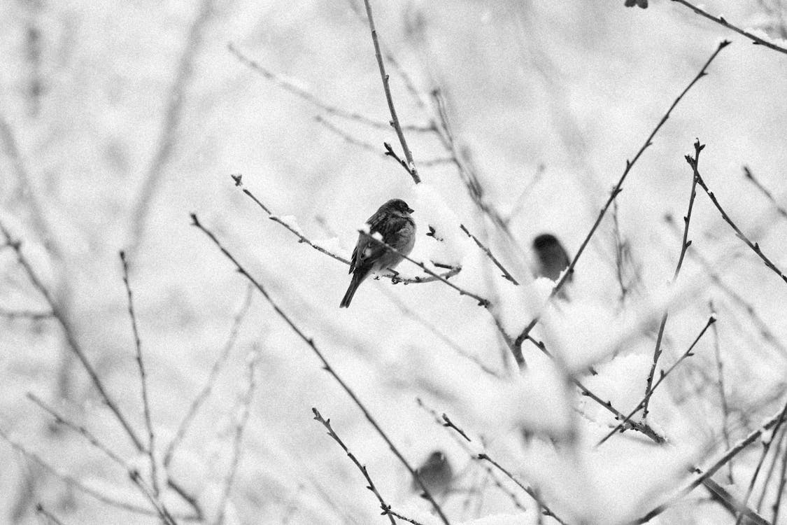 Grayscale Photo of a Bird Perched on Tree Branch